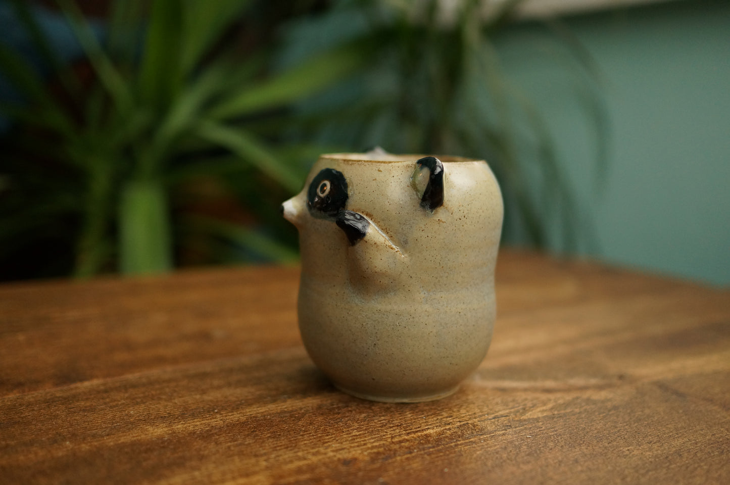 Raccoon Cup