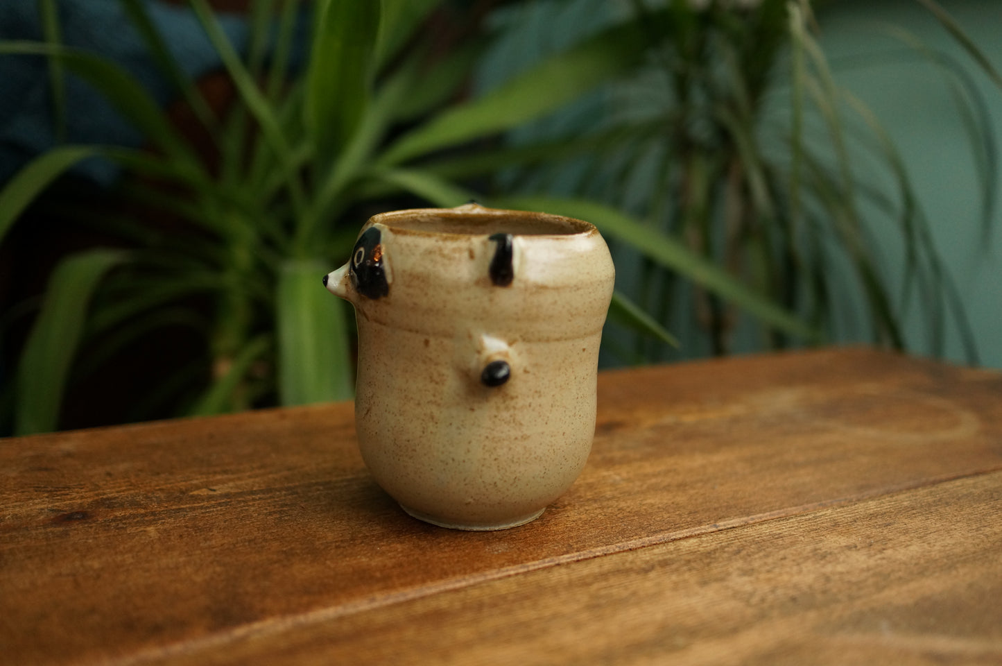 Raccoon Cup