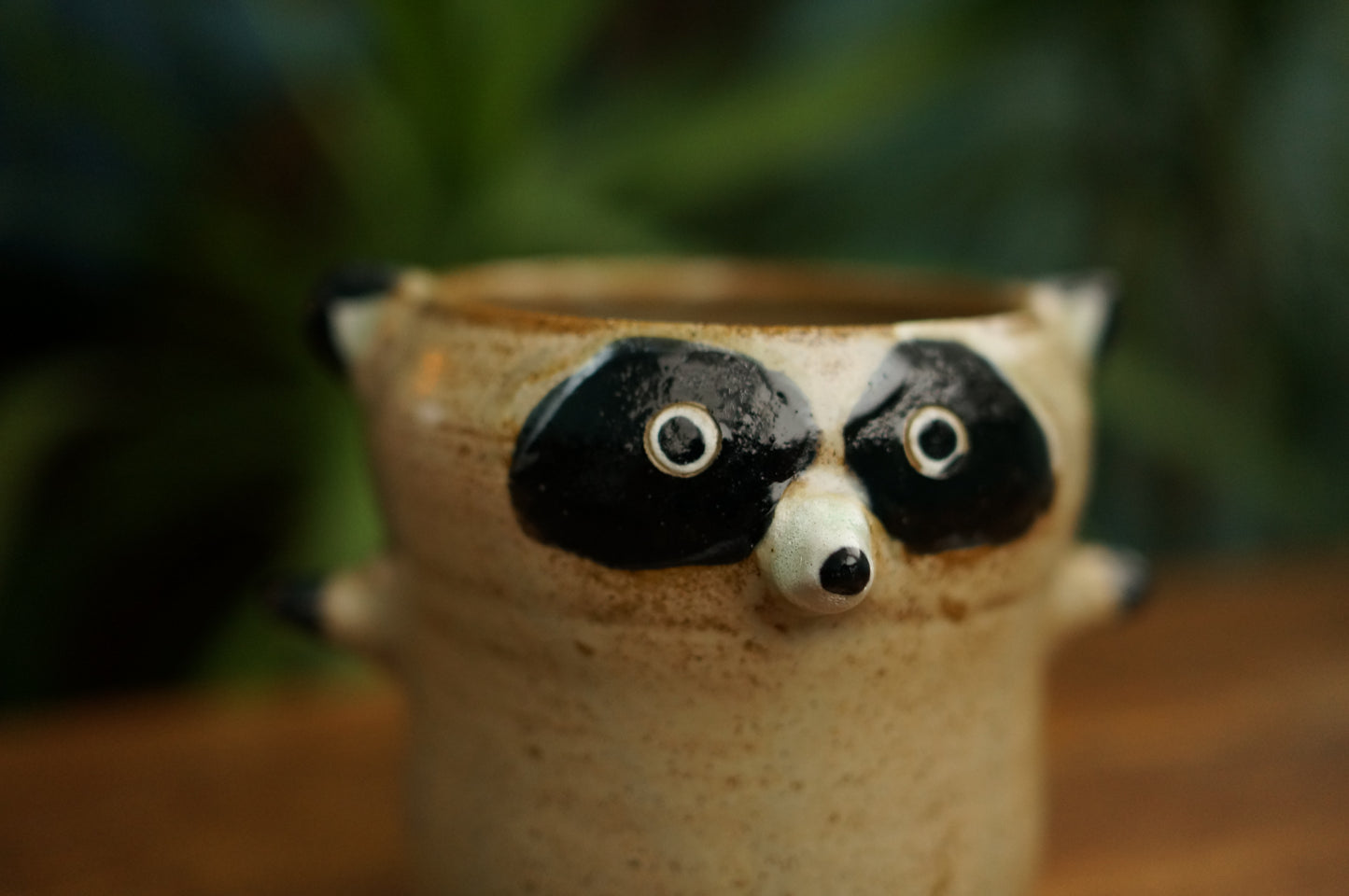 Raccoon Cup