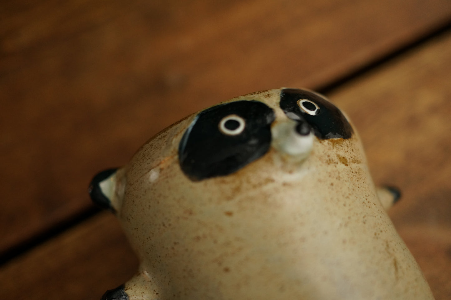 Raccoon Cup
