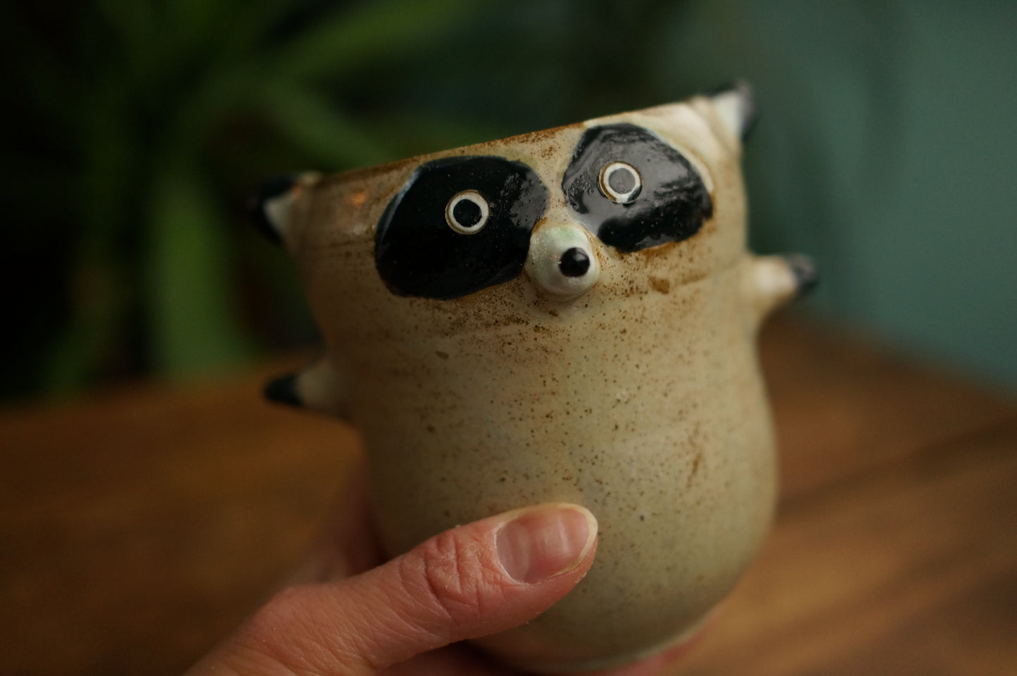 Raccoon Cup